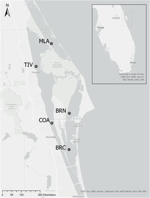 Mesozooplankton Community Dynamics and Grazing Potential Across Algal Bloom Cycles in a Subtropical Estuary